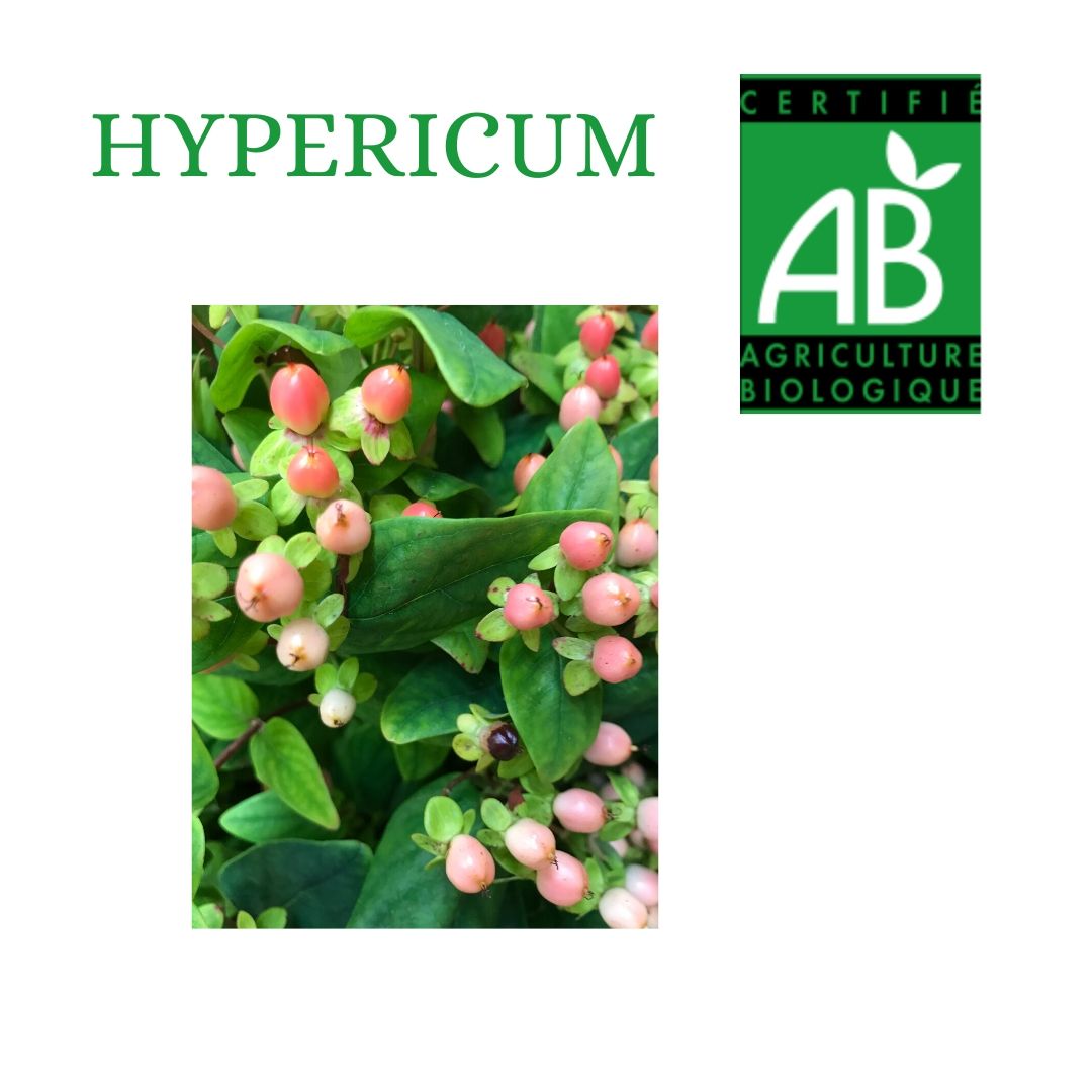 HYPERICUM SAUMON PRODUCTION BIO